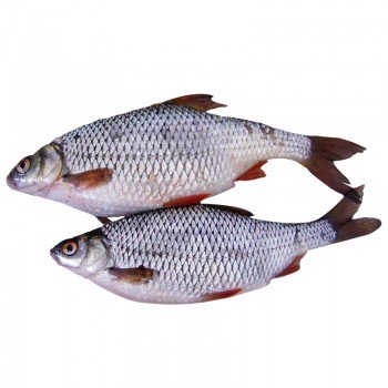 Poisson carpe fraiche d'eau douce (5 Kg)