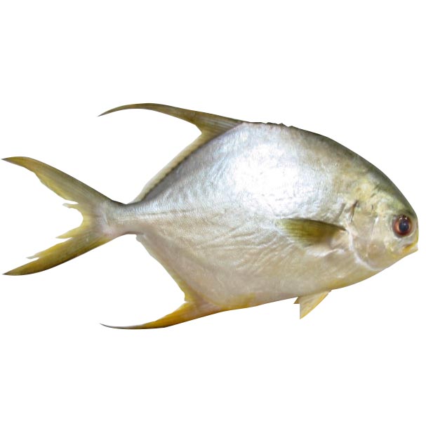 Pompano frais