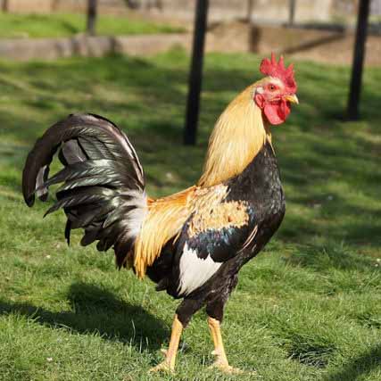 Poulet bicyclette (plumé-livré)