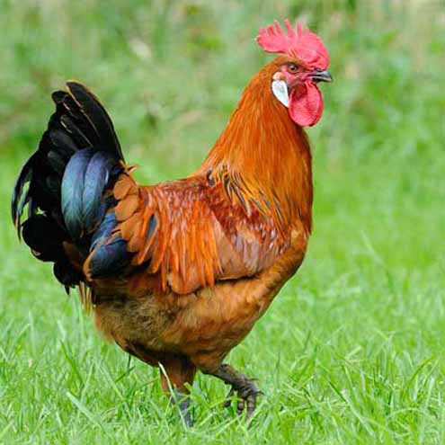 Poulet bicyclette (gros) plumé-livré