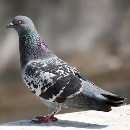 Pigeon