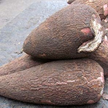 Manioc tubercule