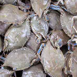 Crabe frais