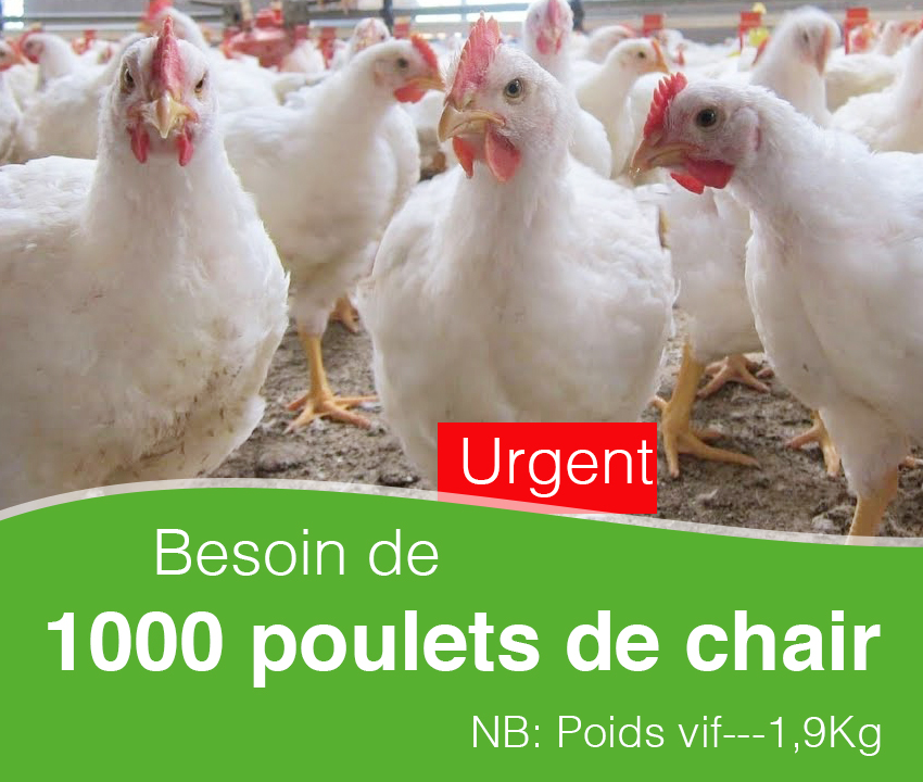 Poulet de chair